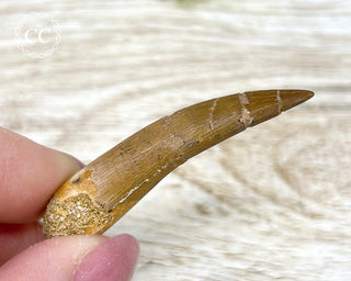Plesiosaur Tooth #3