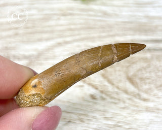 Plesiosaur Tooth #3
