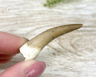 Plesiosaur Tooth #2