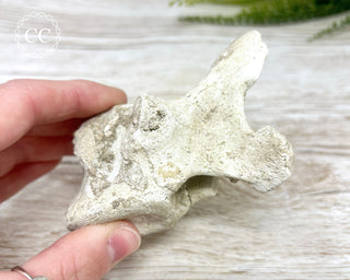 Plesiosaur Vertebrae Fossil #1