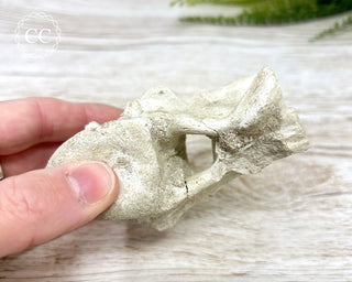 Plesiosaur Vertebrae Fossil #1