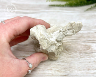 Plesiosaur Vertebrae Fossil #1