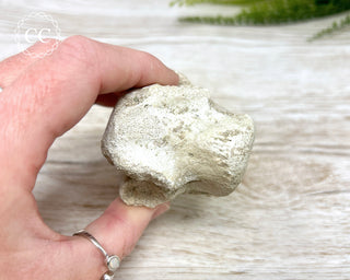 Plesiosaur Vertebrae Fossil #1