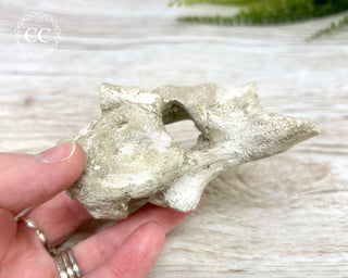 Plesiosaur Vertebrae Fossil #1