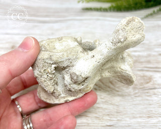 Plesiosaur Vertebrae Fossil #1