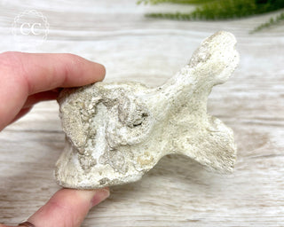 Plesiosaur Vertebrae Fossil #1