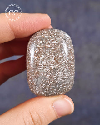 Polished Dinosaur Bone Pebble #1