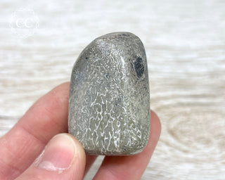 Polished Dinosaur Bone Pebble #6