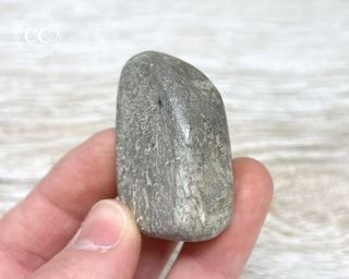 Polished Dinosaur Bone Pebble #6