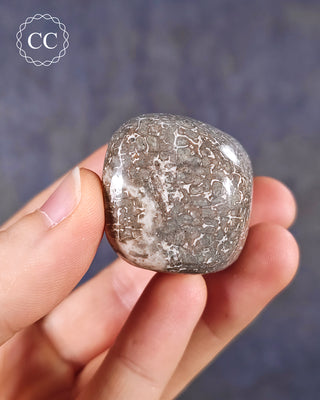 Polished Dinosaur Bone Pebble #1