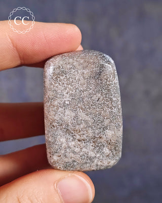 A hand holding a polished Dinosaur Bone Fossil Pebble from the Atlas Mountains in Morocco