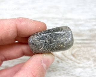 Polished Dinosaur Bone Pebble #8