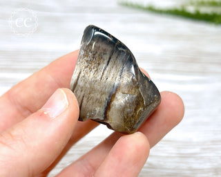 Polished Petrified Wood - North Dakota #1