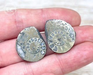 Pyrite Ammonite Pair #3