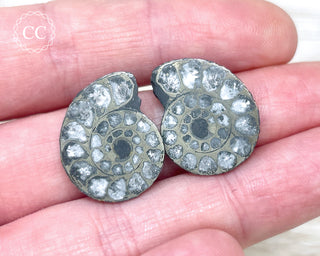 Pyrite Ammonite Pair #4