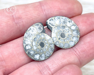 Pyrite Ammonite Pair #4