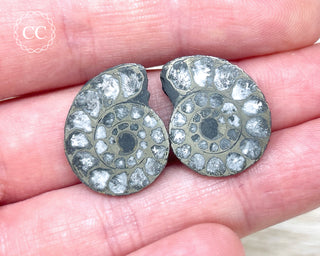 Pyrite Ammonite Pair #4