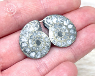 Pyrite Ammonite Pair #4