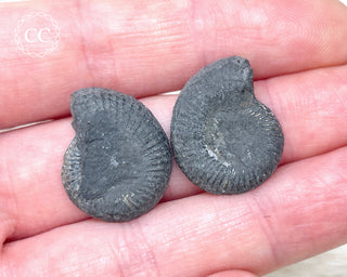 Pyrite Ammonite Pair #4