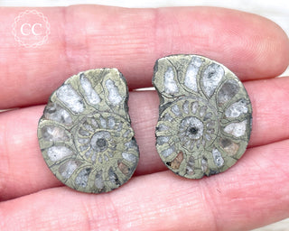 Pyrite Ammonite Pair #5