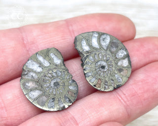Pyrite Ammonite Pair #5
