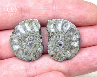 Pyrite Ammonite Pair #5