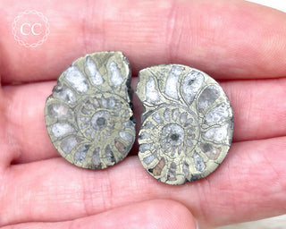 Pyrite Ammonite Pair #5
