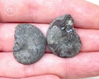 Pyrite Ammonite Pair #5