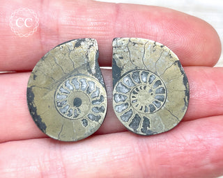 Pyrite Ammonite Pair #6