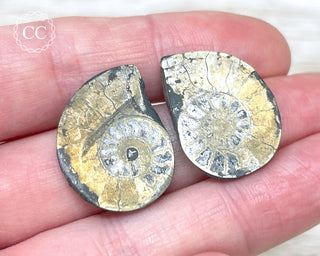 Pyrite Ammonite Pair #6