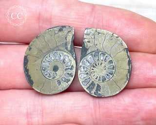Pyrite Ammonite Pair #6