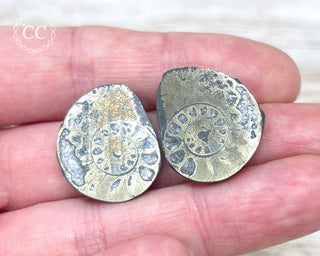 Pyrite Ammonite Pair #3