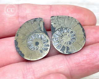 Pyrite Ammonite Pair #6