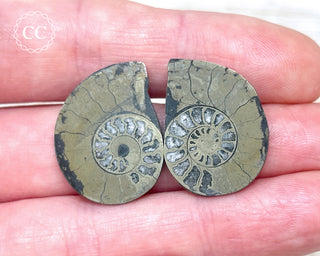 Pyrite Ammonite Pair #6