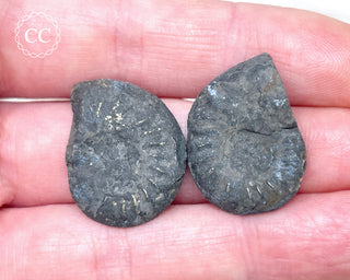 Pyrite Ammonite Pair #6