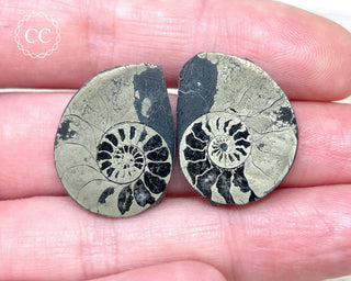 Pyrite Ammonite Pair #7