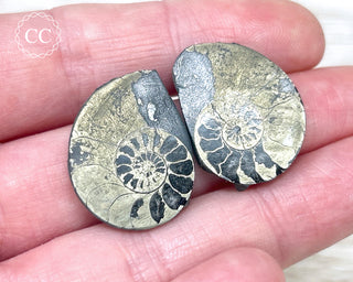 Pyrite Ammonite Pair #7