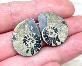 Pyrite Ammonite Pair #7