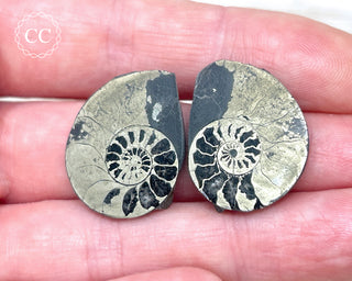 Pyrite Ammonite Pair #7