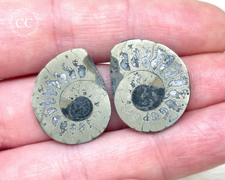 Pyrite Ammonite Pair #8