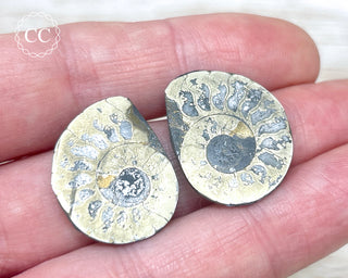 Pyrite Ammonite Pair #8