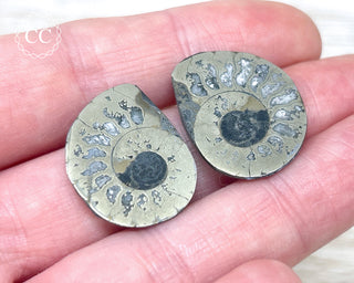 Pyrite Ammonite Pair #8