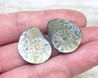 Pyrite Ammonite Pair #3