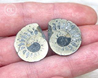 Pyrite Ammonite Pair #8