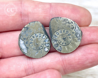 Pyrite Ammonite Pair #3