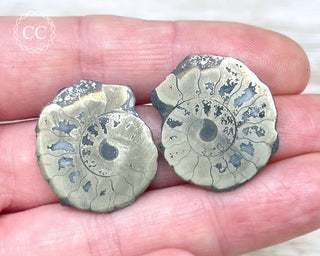 Pyrite Ammonite Pair #10