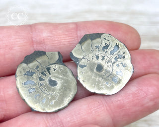 Pyrite Ammonite Pair #10
