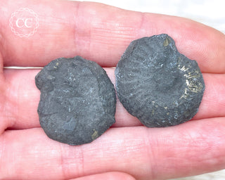 Pyrite Ammonite Pair #10