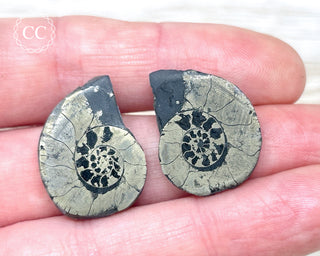 Pyrite Ammonite Pair #11