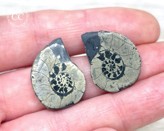 Pyrite Ammonite Pair #11